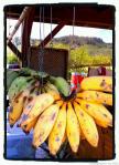 hanging bananas2