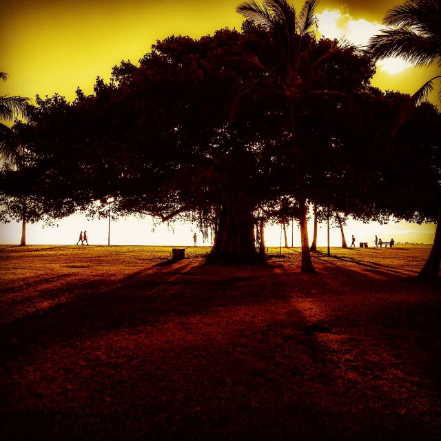 banyan tree at ala moana beach park